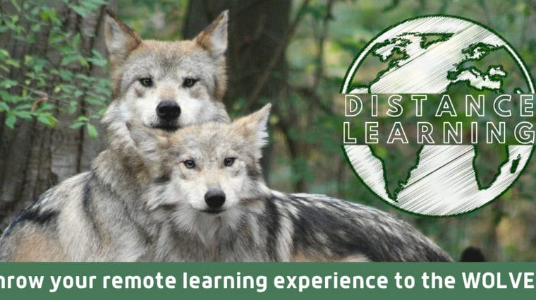 Wolf Conservation Center Offering Free Distance Learning Programs to Schools Nationwide