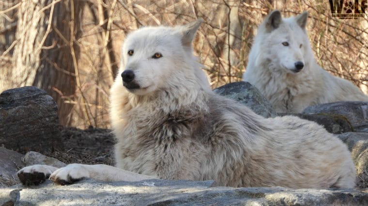 Idaho Kills 17 Wolves on Public Lands to Boost Elk Numbers for Human Hunters