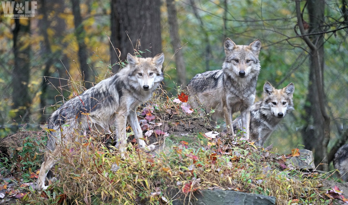 Wolf Family Structure Evident in 1.3 Million Year Old Specimens | Wolf ...