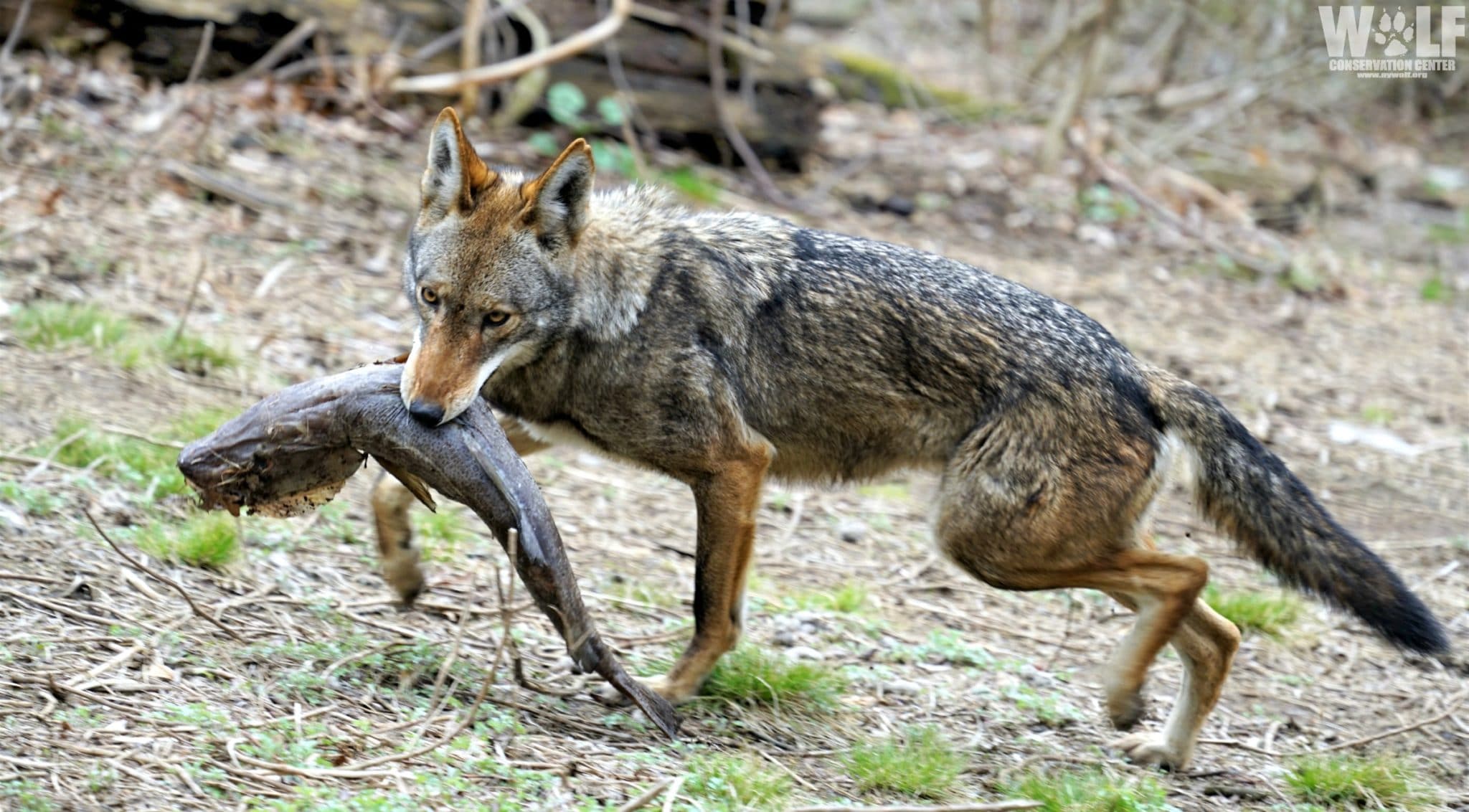 Red Wolf Food