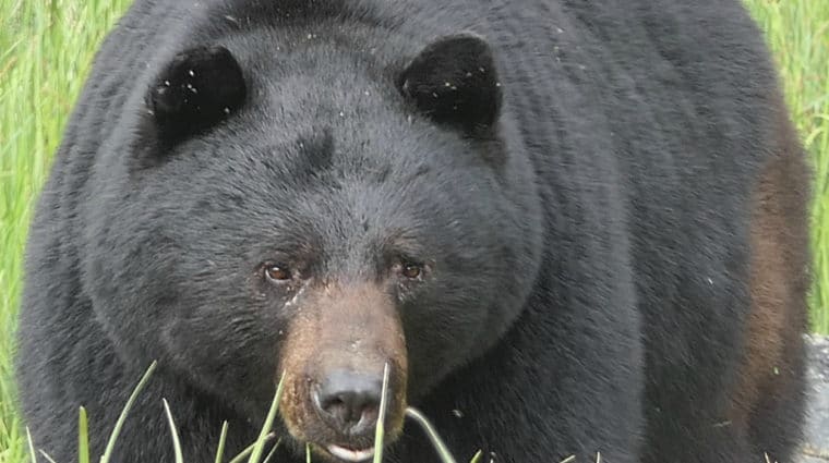 Amazing footage of wolf-bear interactions in Voyageurs National Park!
