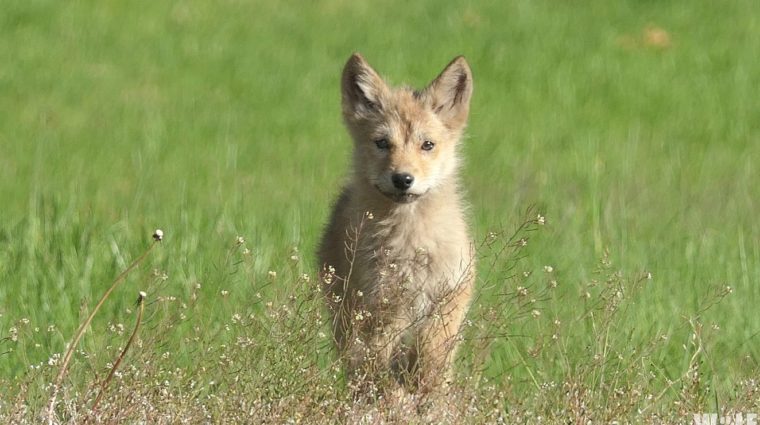 Cute Eastern Coyote Pup Reminds Us to Coexist