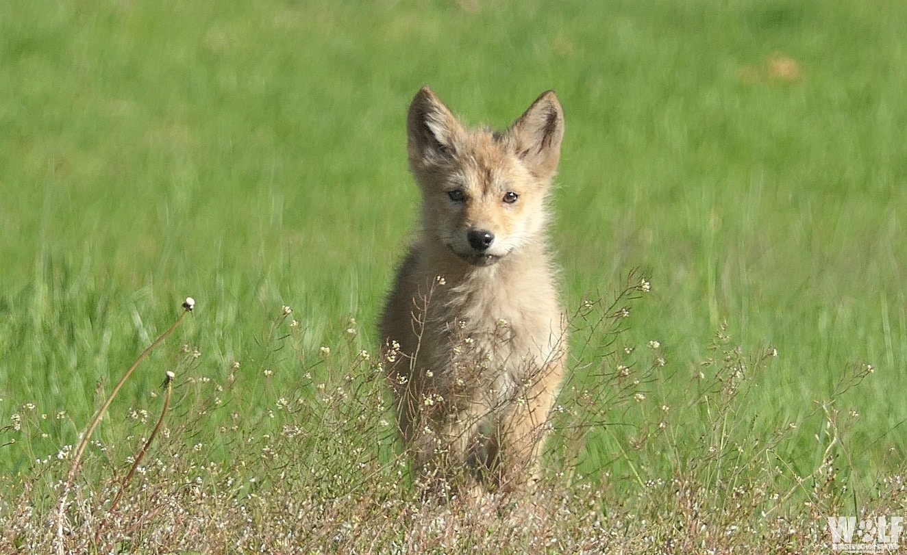 coyote pup