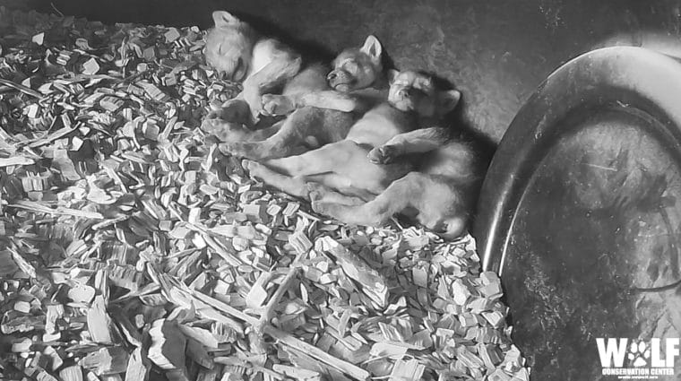 Wild Den: A Wolf Pup’s First Home