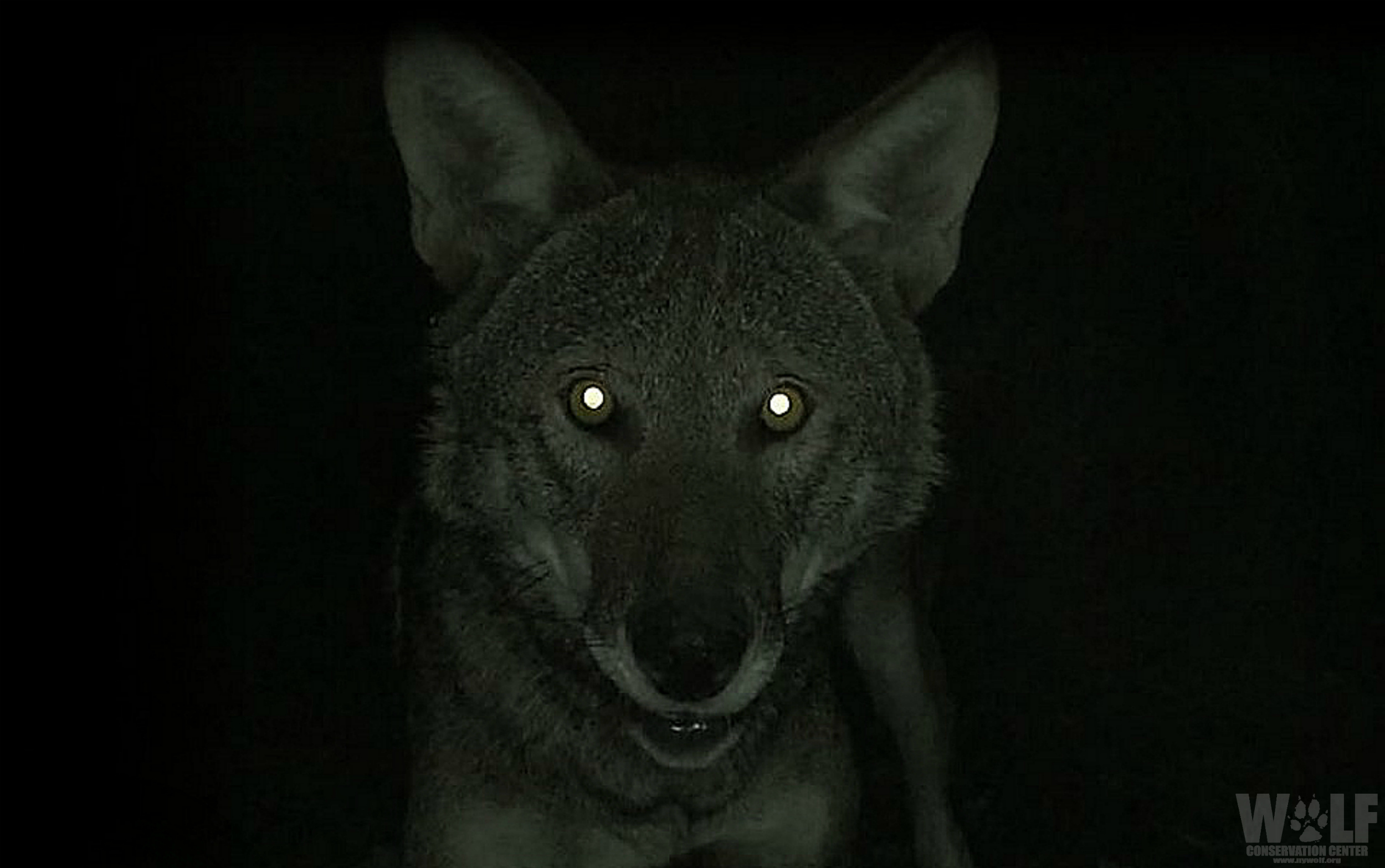 Why Do Wolves' Eyes Glow in the Dark   Wolf Conservation Center