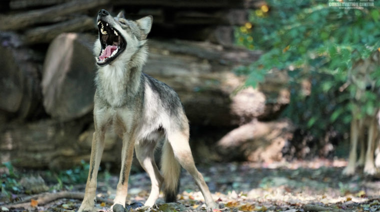 Two-Part Webinar Series to Help You Speak up for Lobos