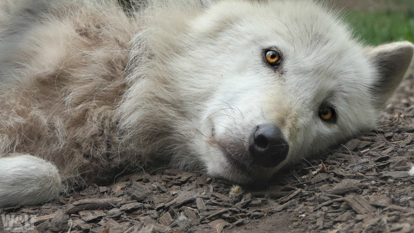 Washington State Officials Reissue Kill Order for State Endangered Wolves  to Protect Cows | Wolf Conservation Center