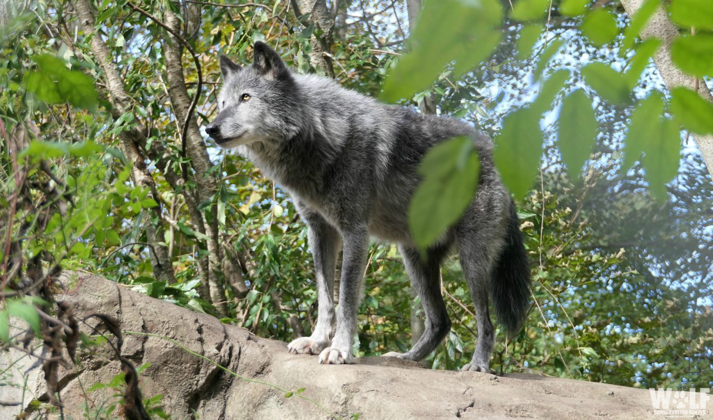 Серый волк линька