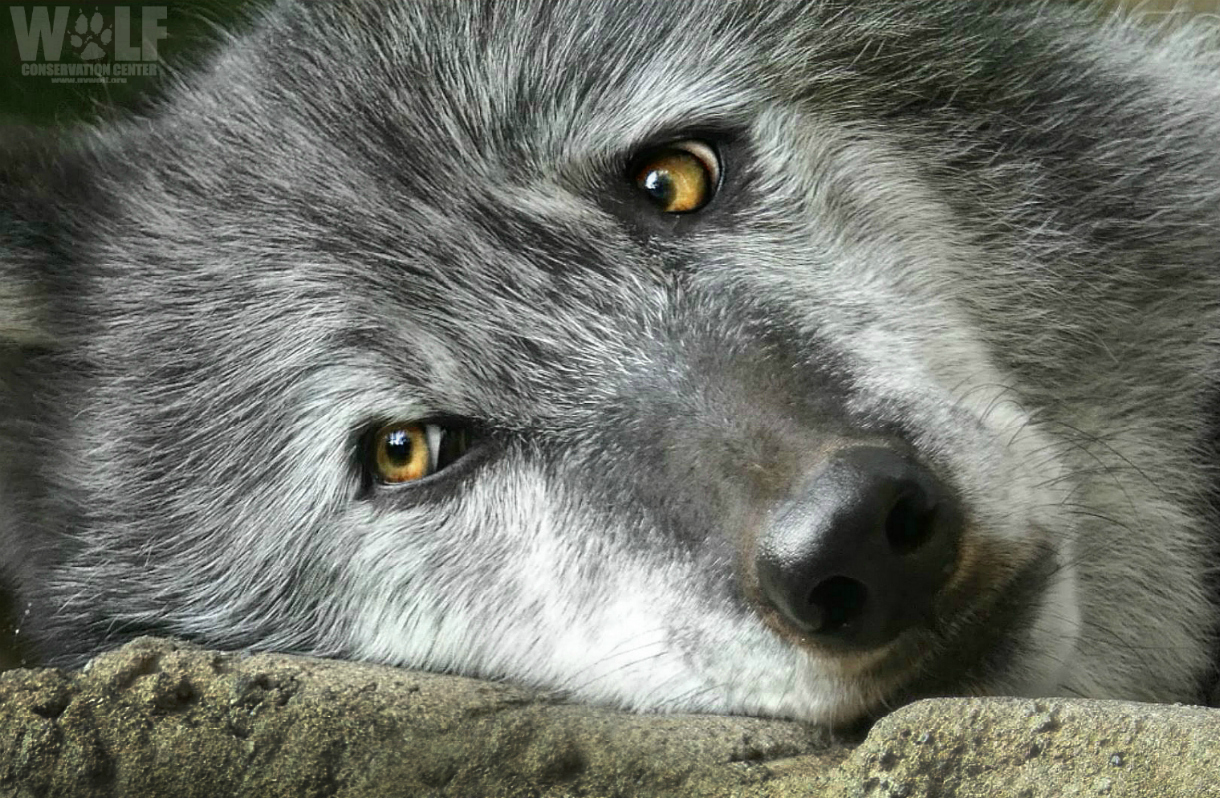 Sad wolf pics