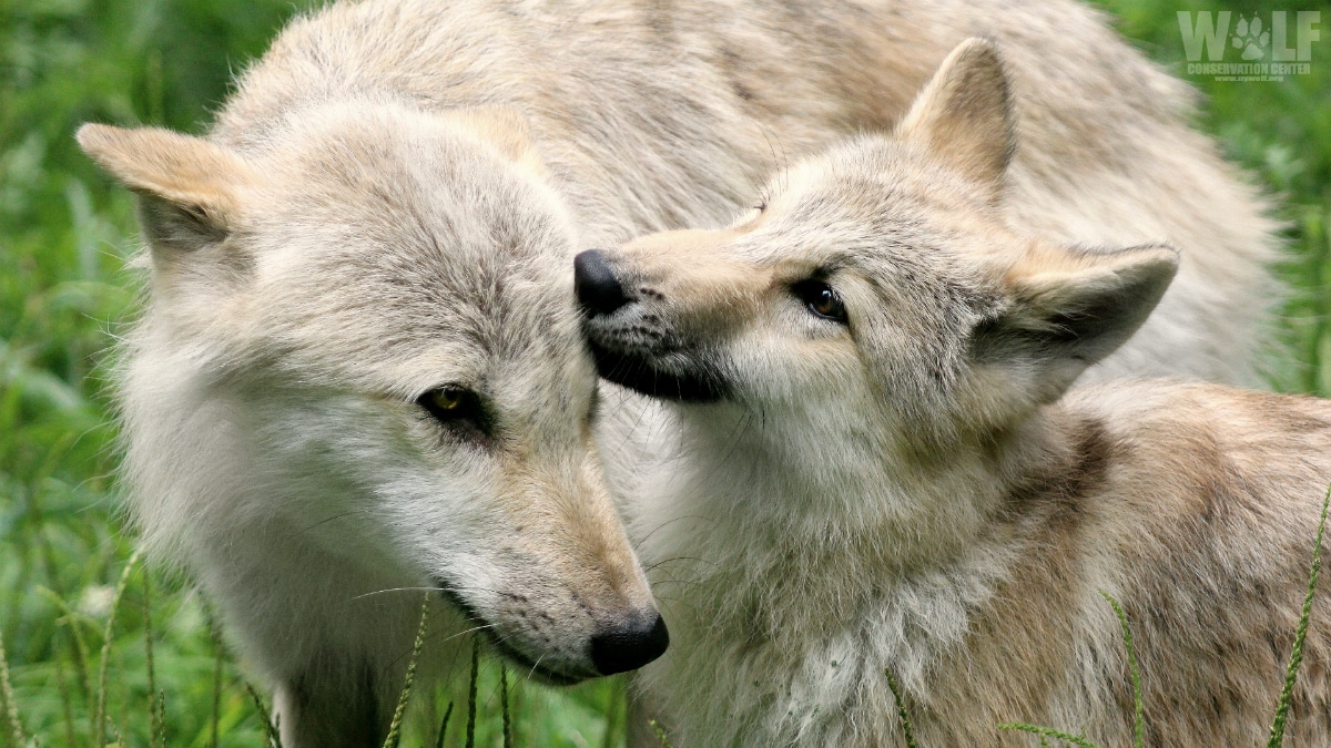 adorable wolf pups