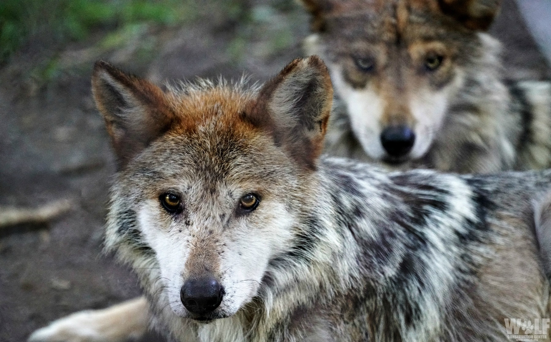 Two Endangered Mexican Gray Wolves Found Dead in Arizona ...