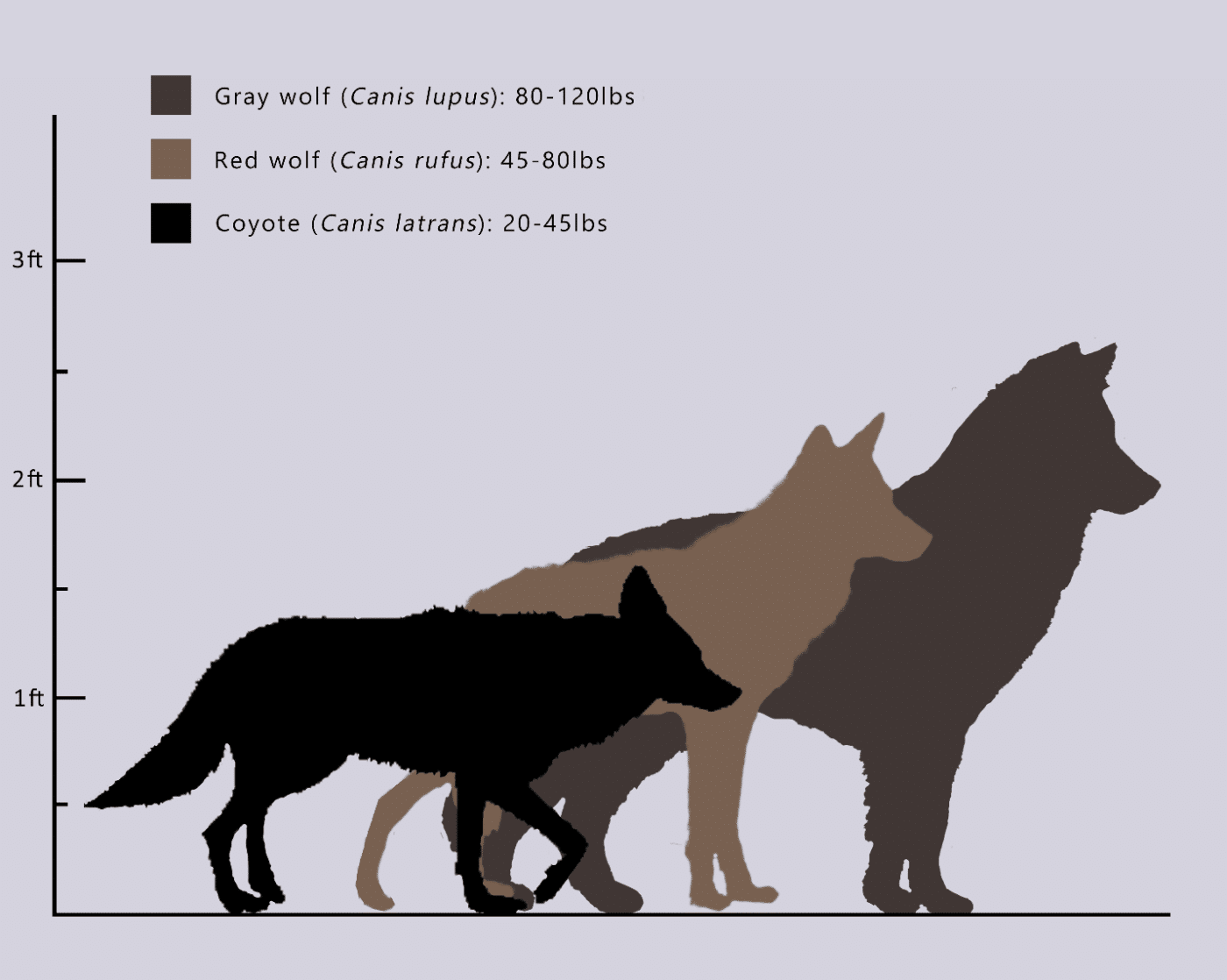 red-wolf-size-chart-wolf-conservation-center