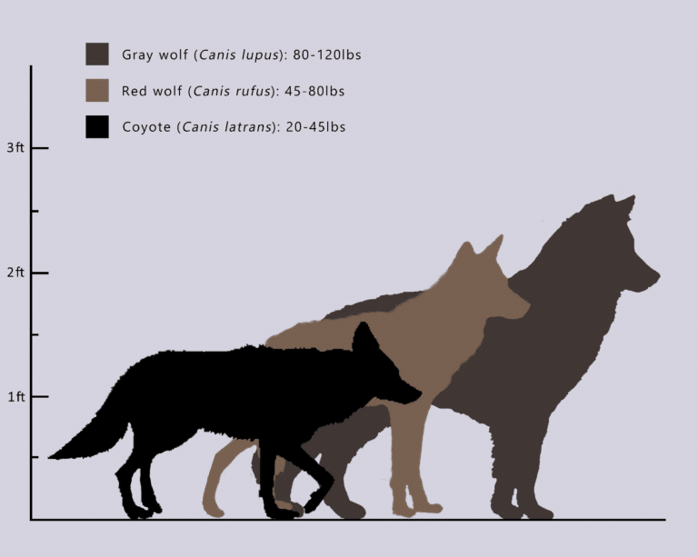 Red Wolf Size Chart | Wolf Conservation Center