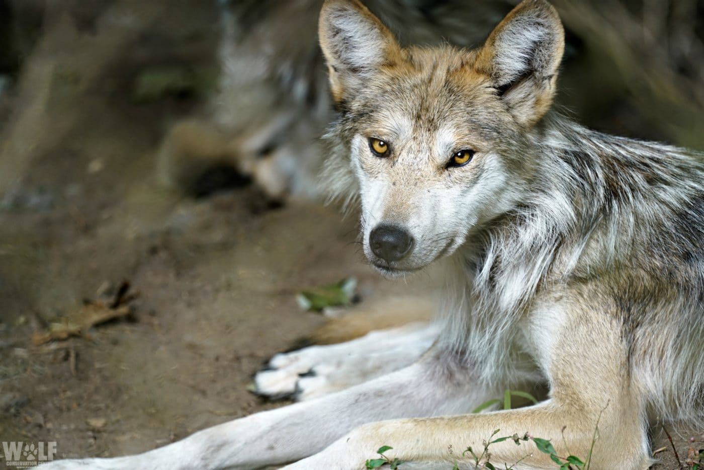 Wolf Conservation Center