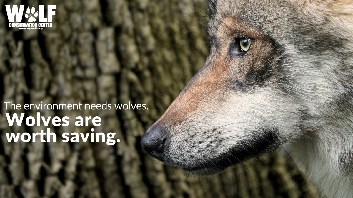Wolf FAQ | Wolf Conservation Center