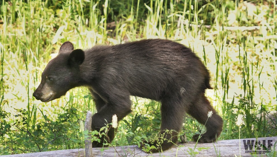 black bears jersey