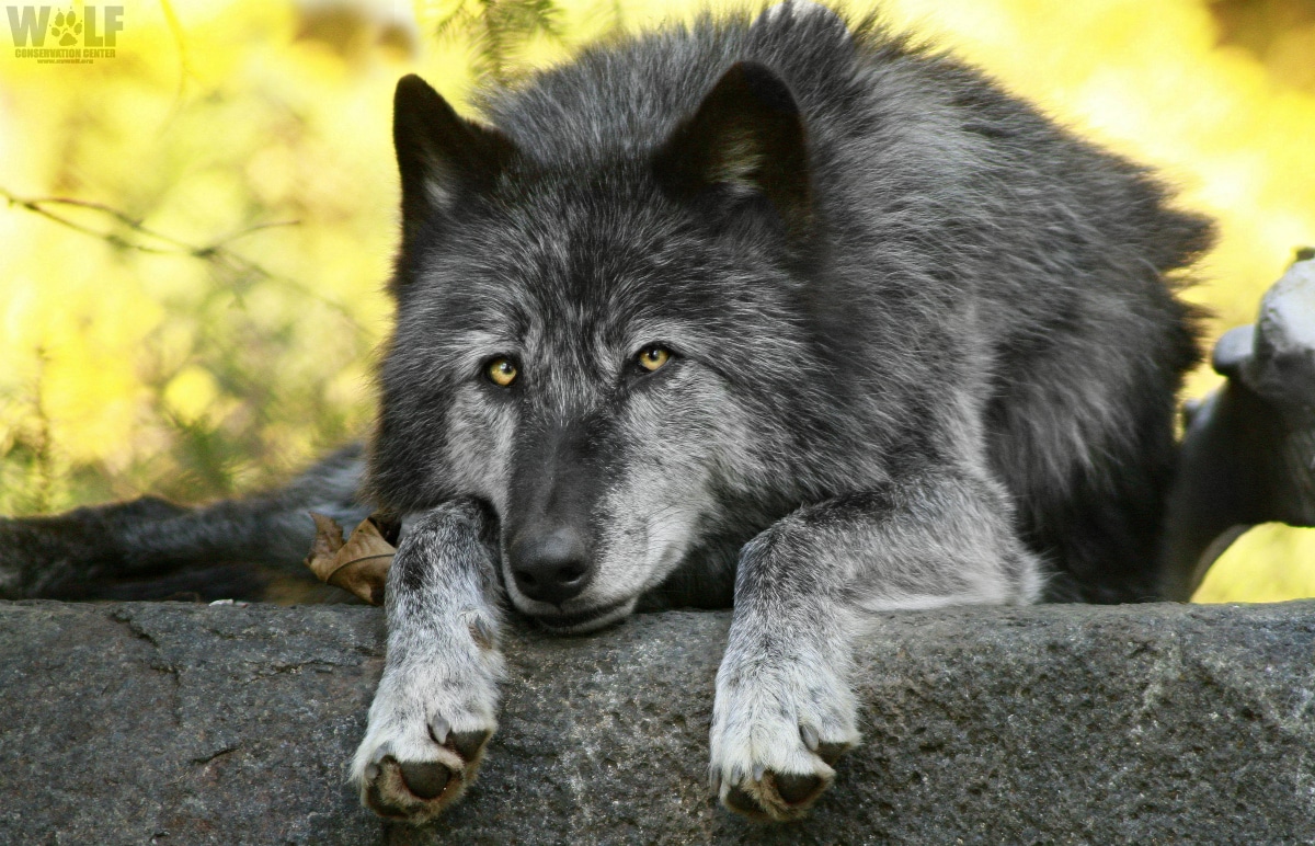 charcoal gray wolf