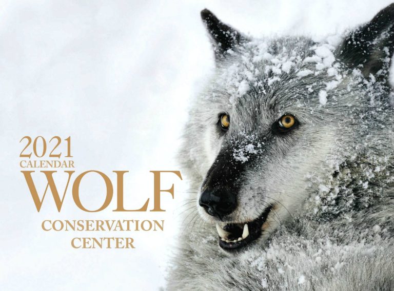2021-wolf-calendars-available-for-purchase-wolf-conservation-center