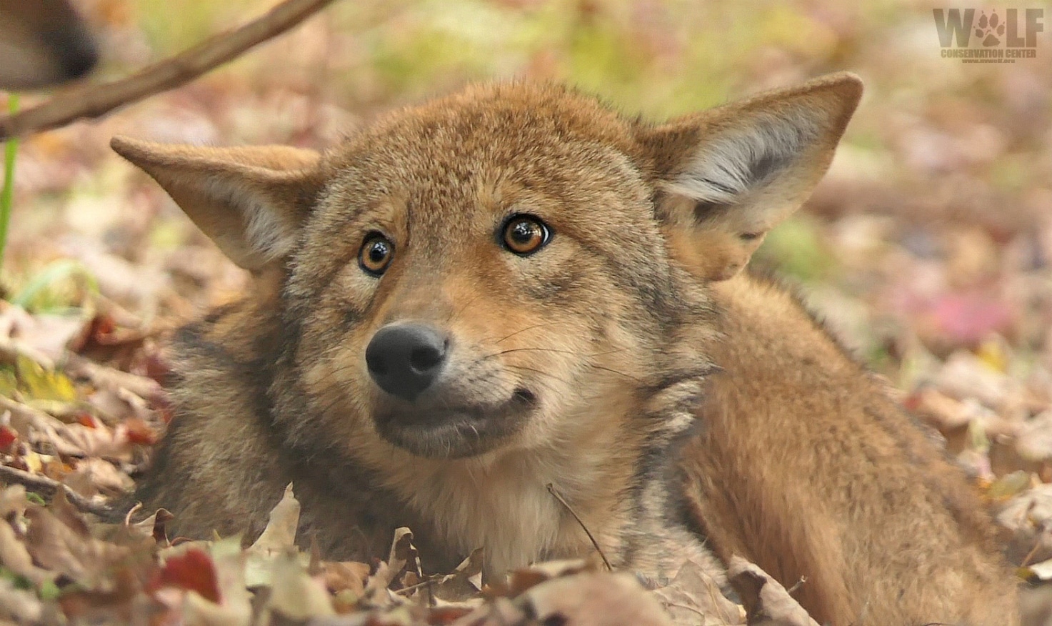 Download Conservation Groups Sue USFWS to Save Red Wolves from ...