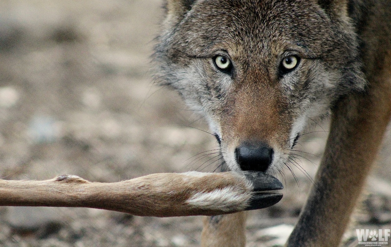 New Study Reveals Impact of Diet on Captive Red Wolf Gut Biome | Wolf