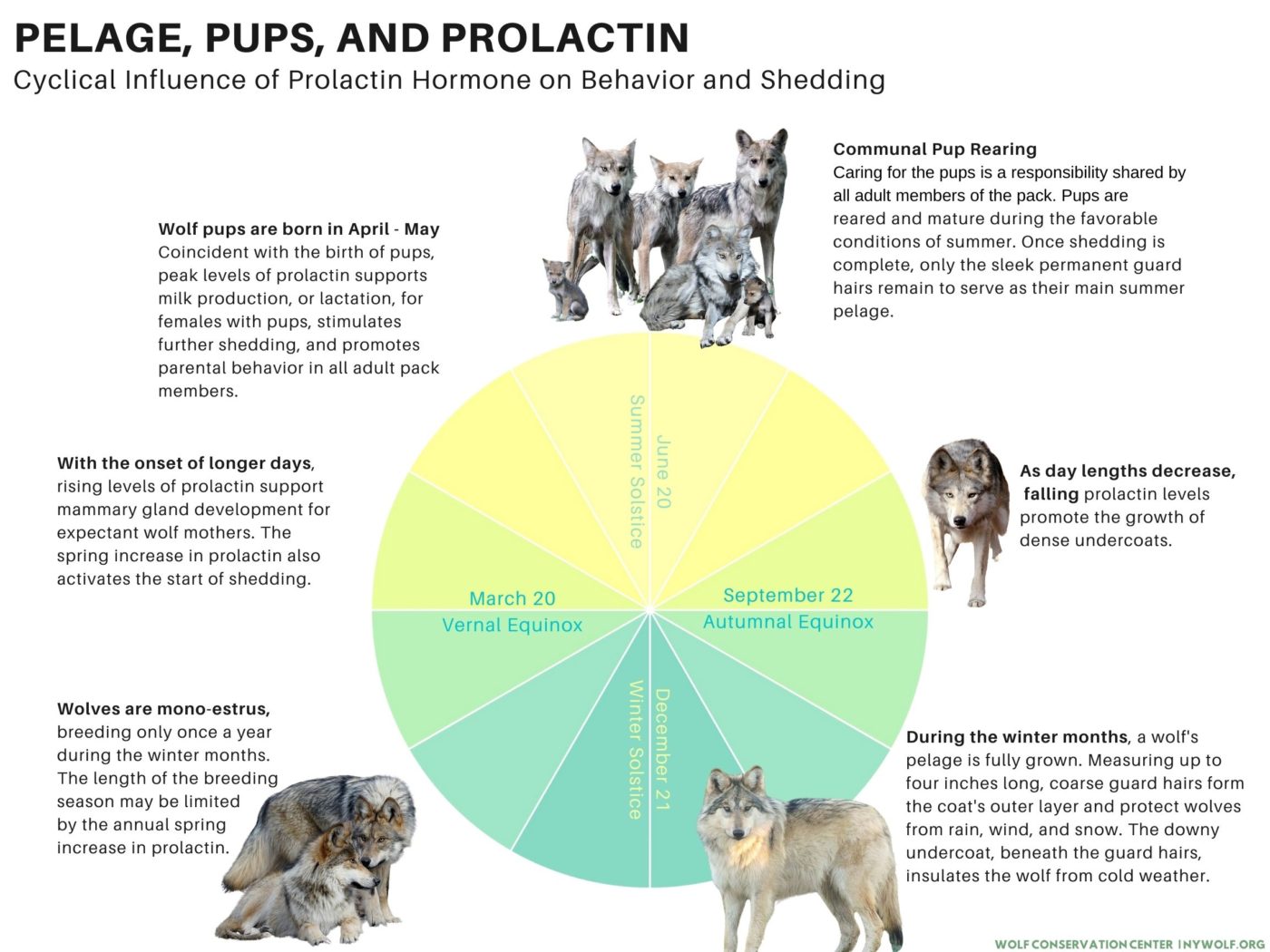 Winter Calls for Wardrobe Change for Wolves | Wolf Conservation Center