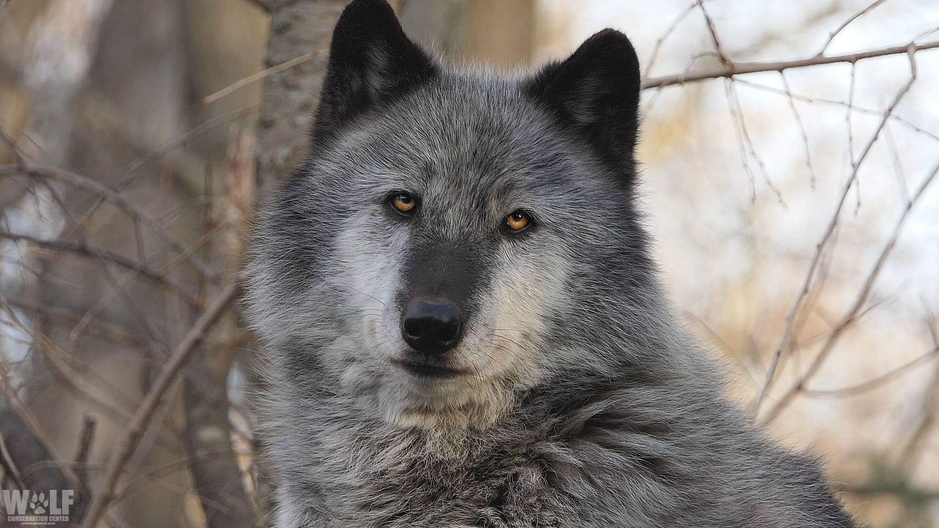 Podcast: Gray Wolf Delisting Flaws, Explained by Experts | Wolf