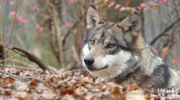 Valentia Edit Mexican Wolf Autumn Logo