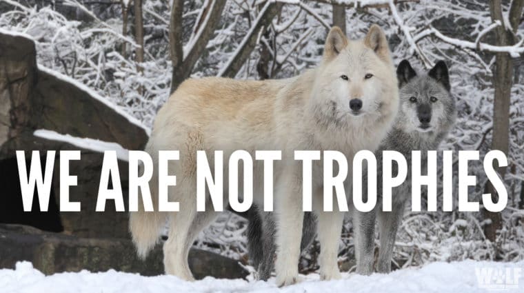 Not Trophies