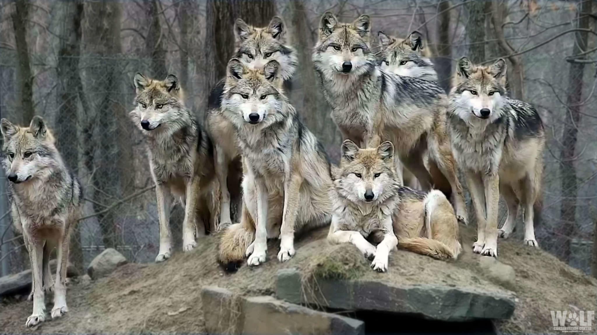 Moment of Rare Beauty: Stunning Wolf Family Portrait | Wolf