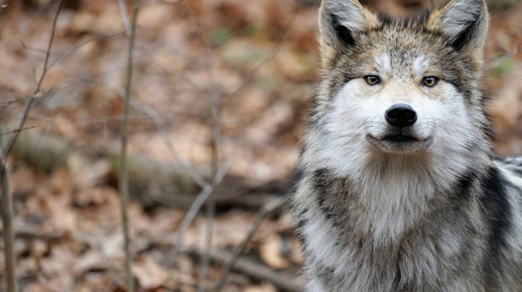 Lobo Stare Sad Edit(1) Sm