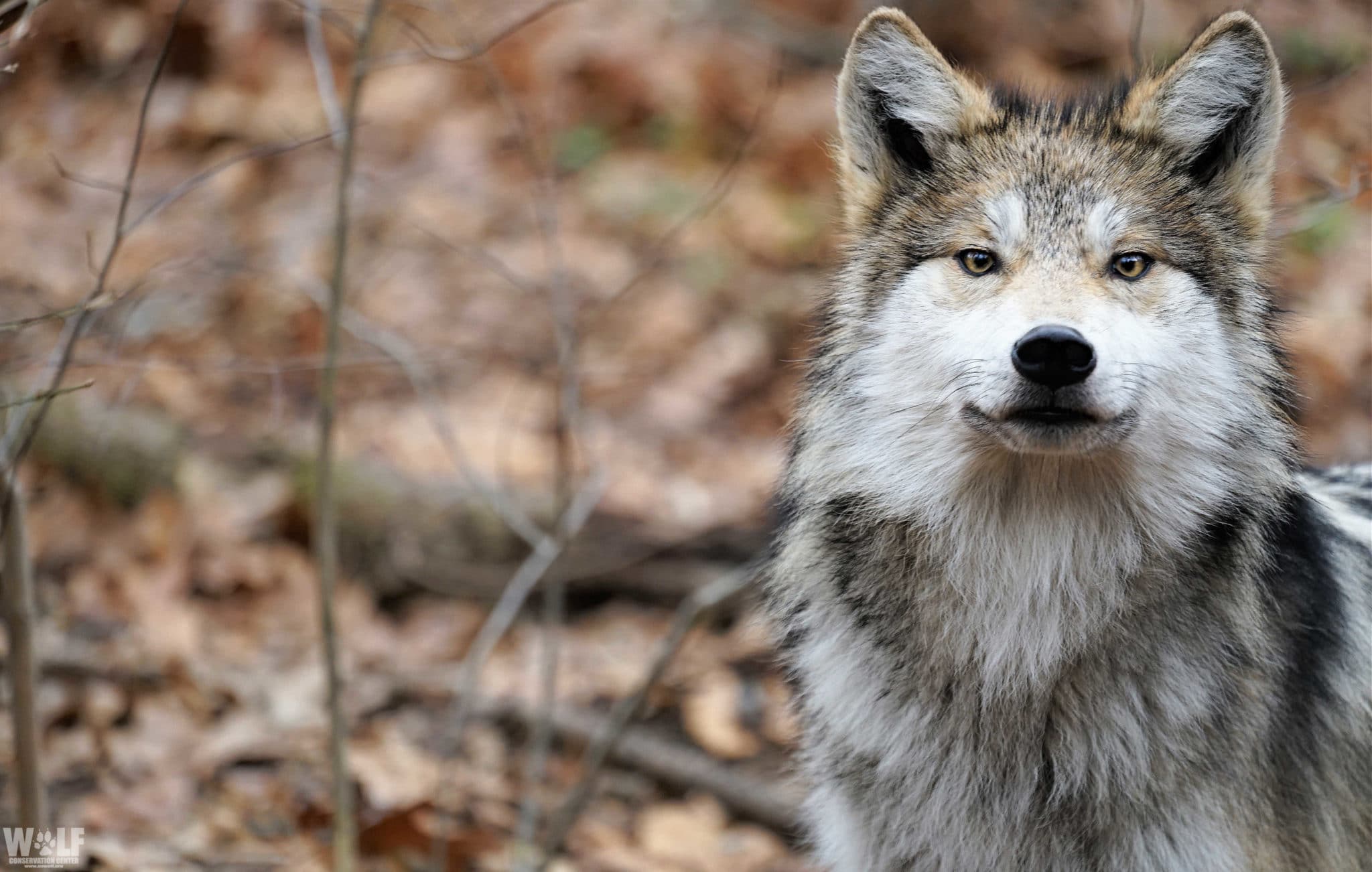 Why Is The Endangered Gray Wolf