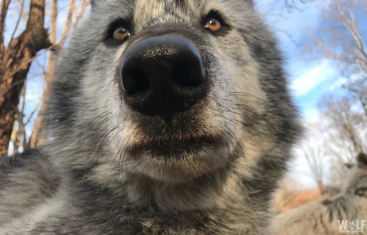 Virtual Visits Allow for Up-Close Wolf Encounters | Wolf Conservation ...