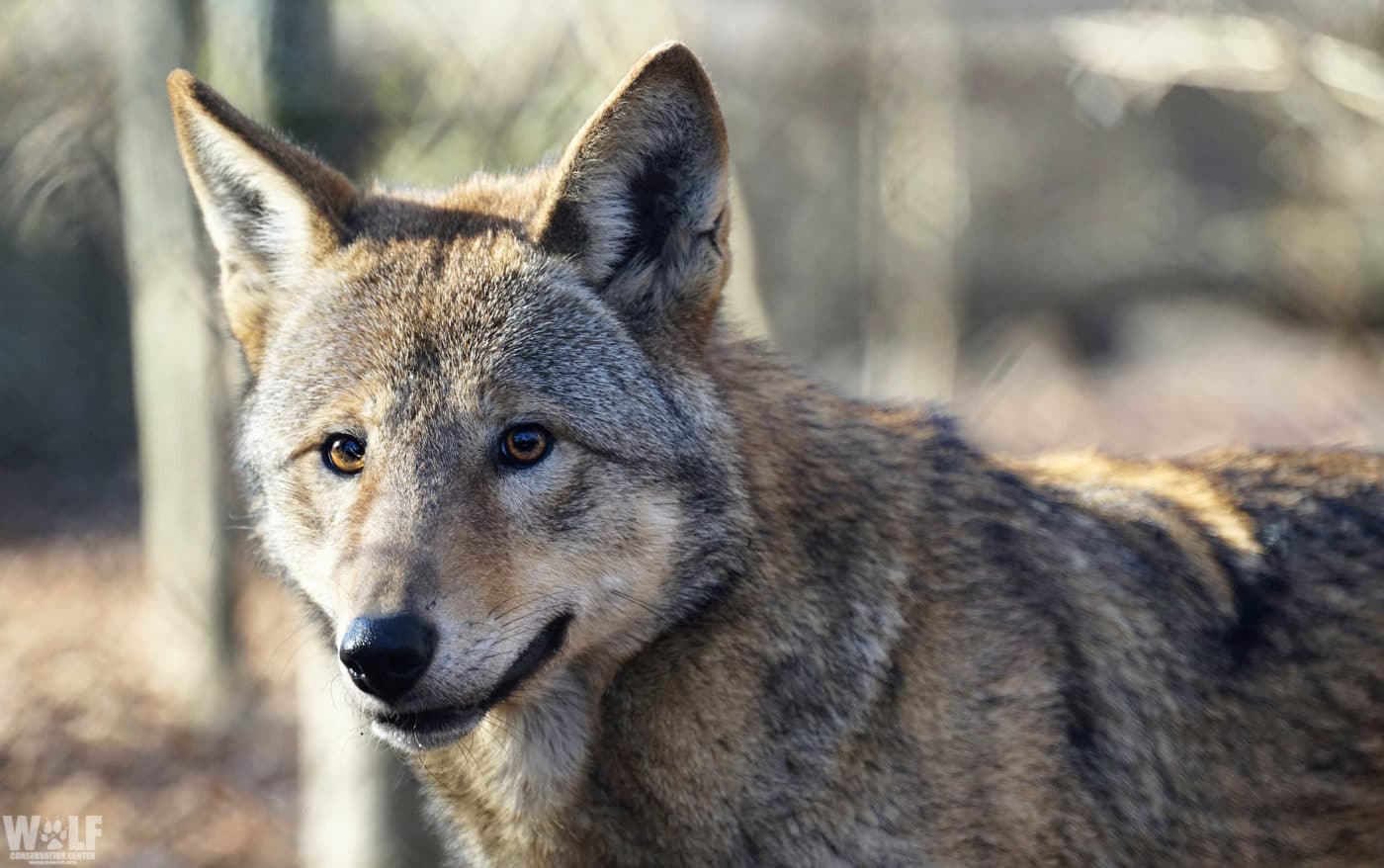 Judge Orders USFWS to Resume Releases of Captive Red Wolves | Wolf ...