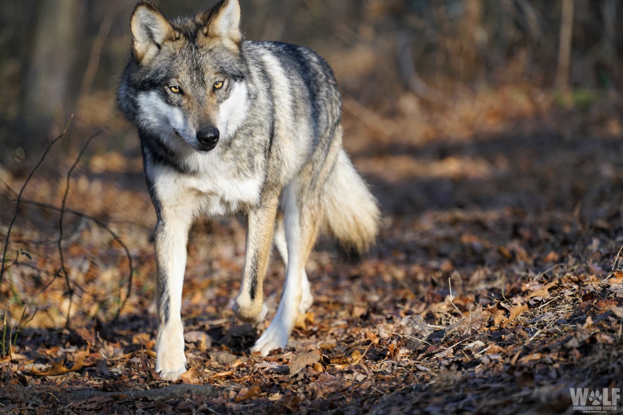 Mexican Wolves Breaking Through Despite Arbitrary Limits In New Mexico