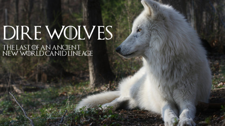 Game Of Thrones Webinar Edit (1) Game Of Thrones Webinar Edit (1)