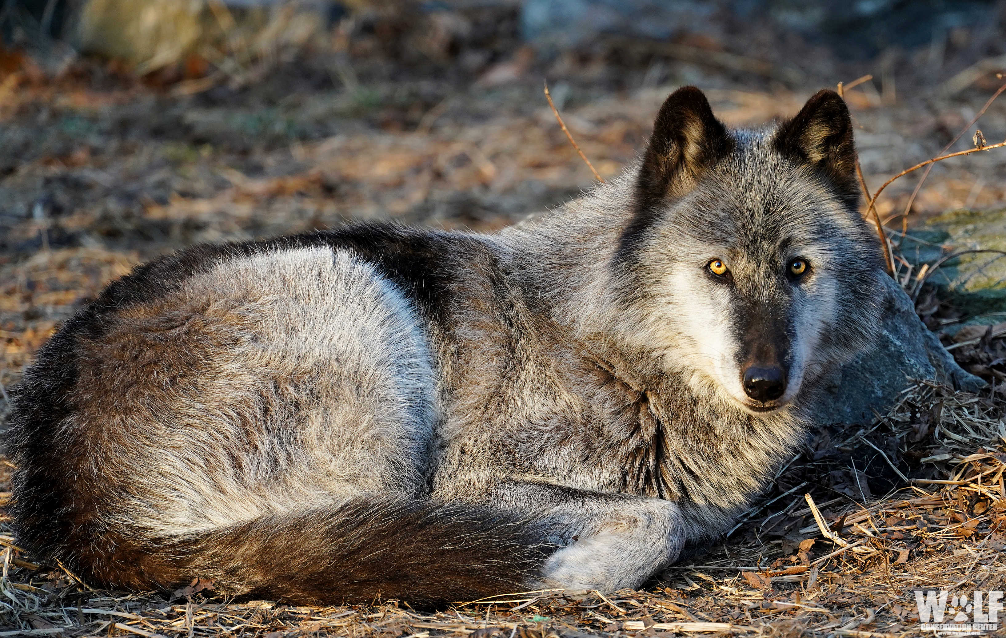 Iraq Wolves Hunting Wolve Hunting Idaho