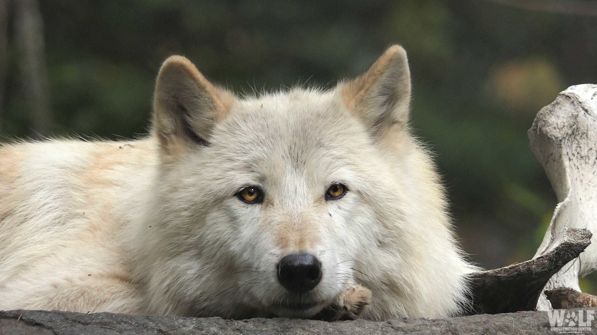 Usda S Wildlife Services Killed 386 Wolves In 2020 To Benefit Livestock Industry Wolf Conservation Center