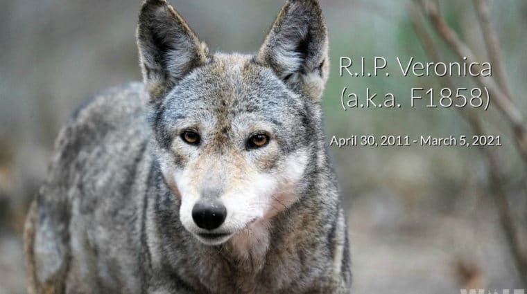 Veronica RIP Wide Sm