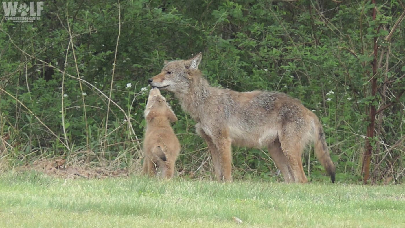 baby coyote with mom