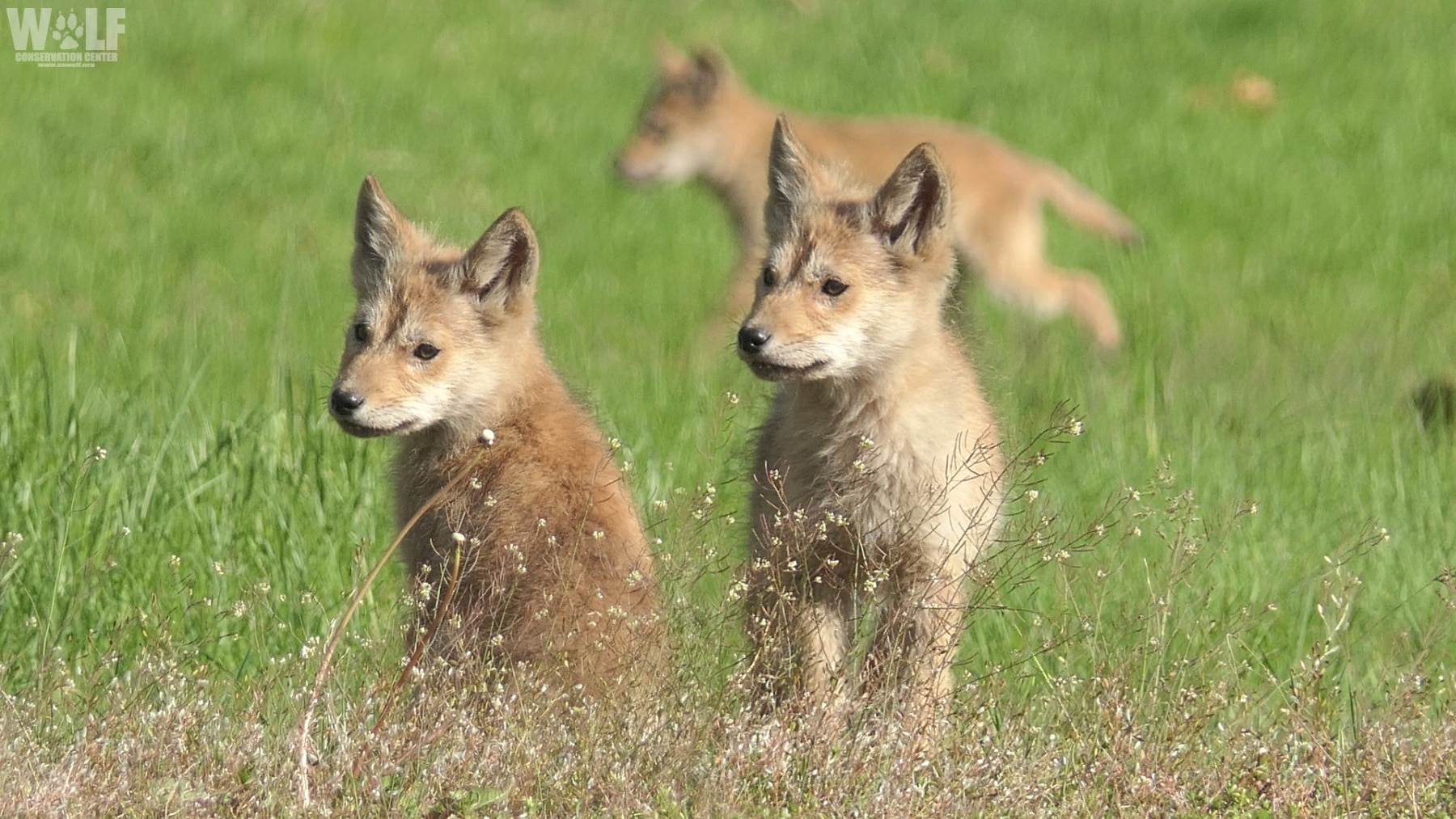 What to Expect During Coyote Pup Season | Wolf Conservation Center