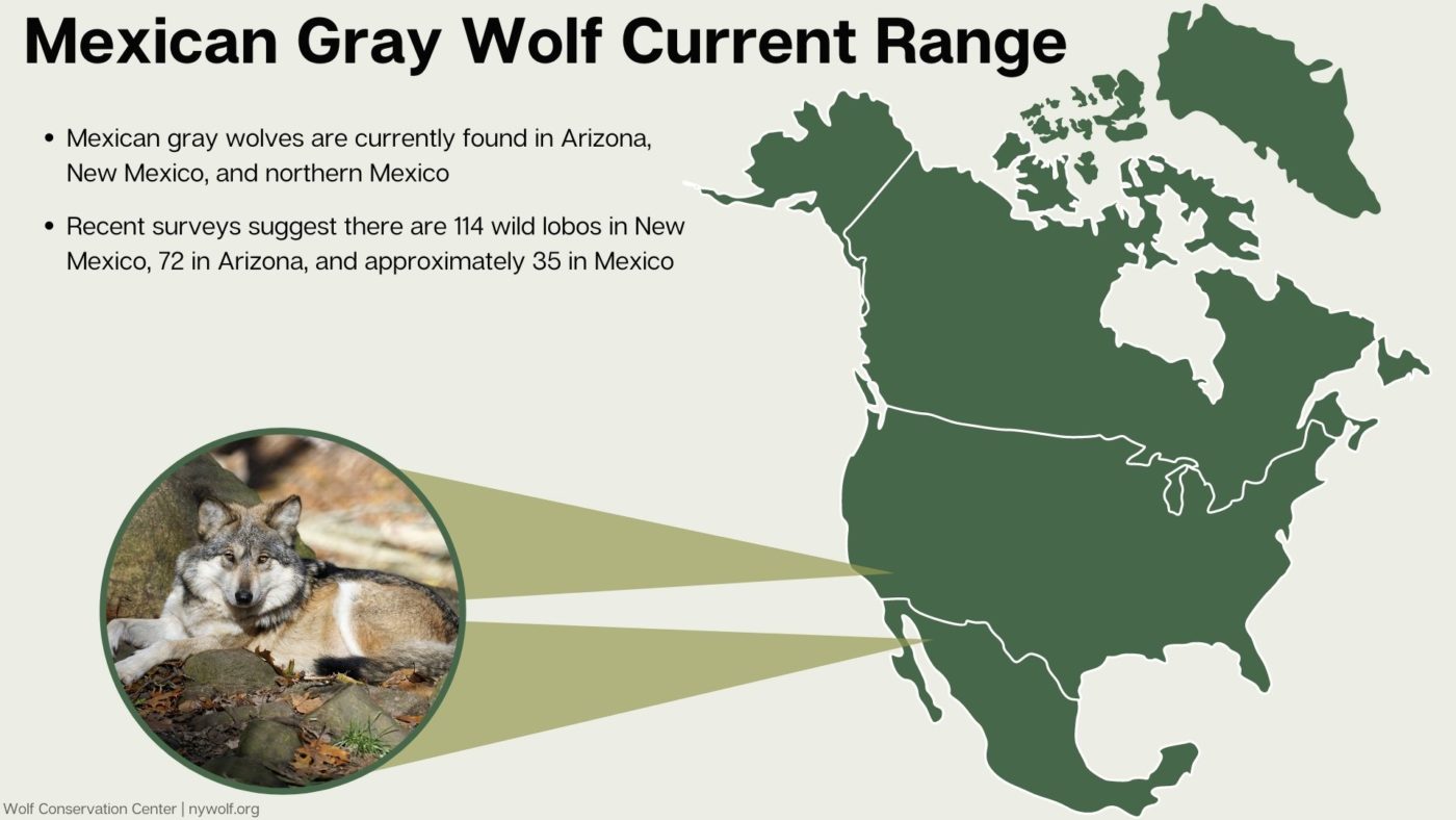 mexican grey wolf habitat