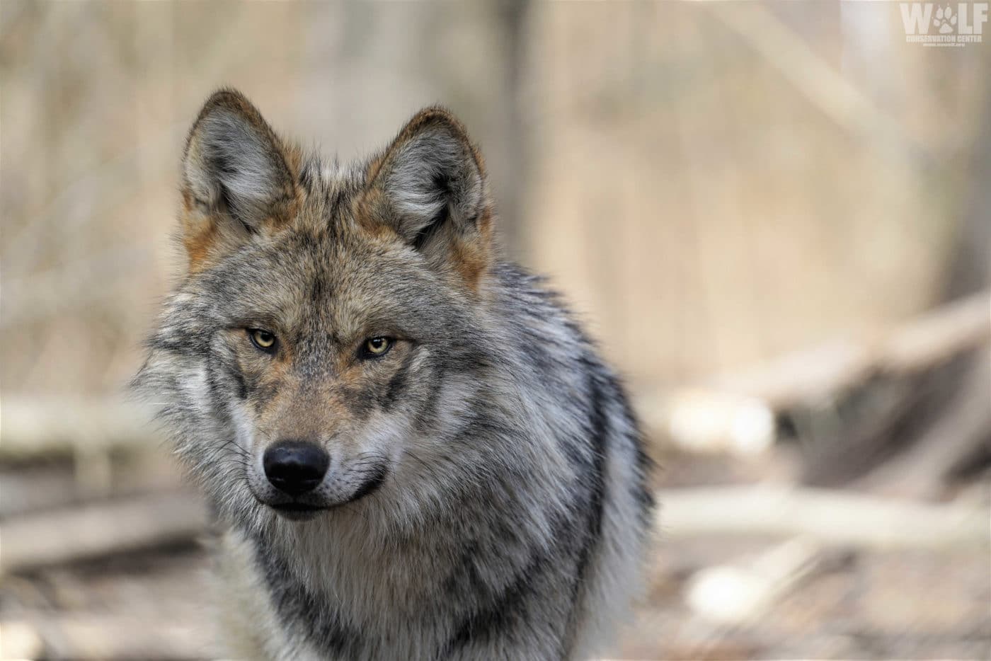 Mexican Gray Wolf Pictures