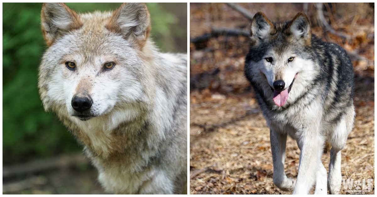 Endangered Mexican Gray Wolves Celebrate Earth Day Birthdays | Wolf ...