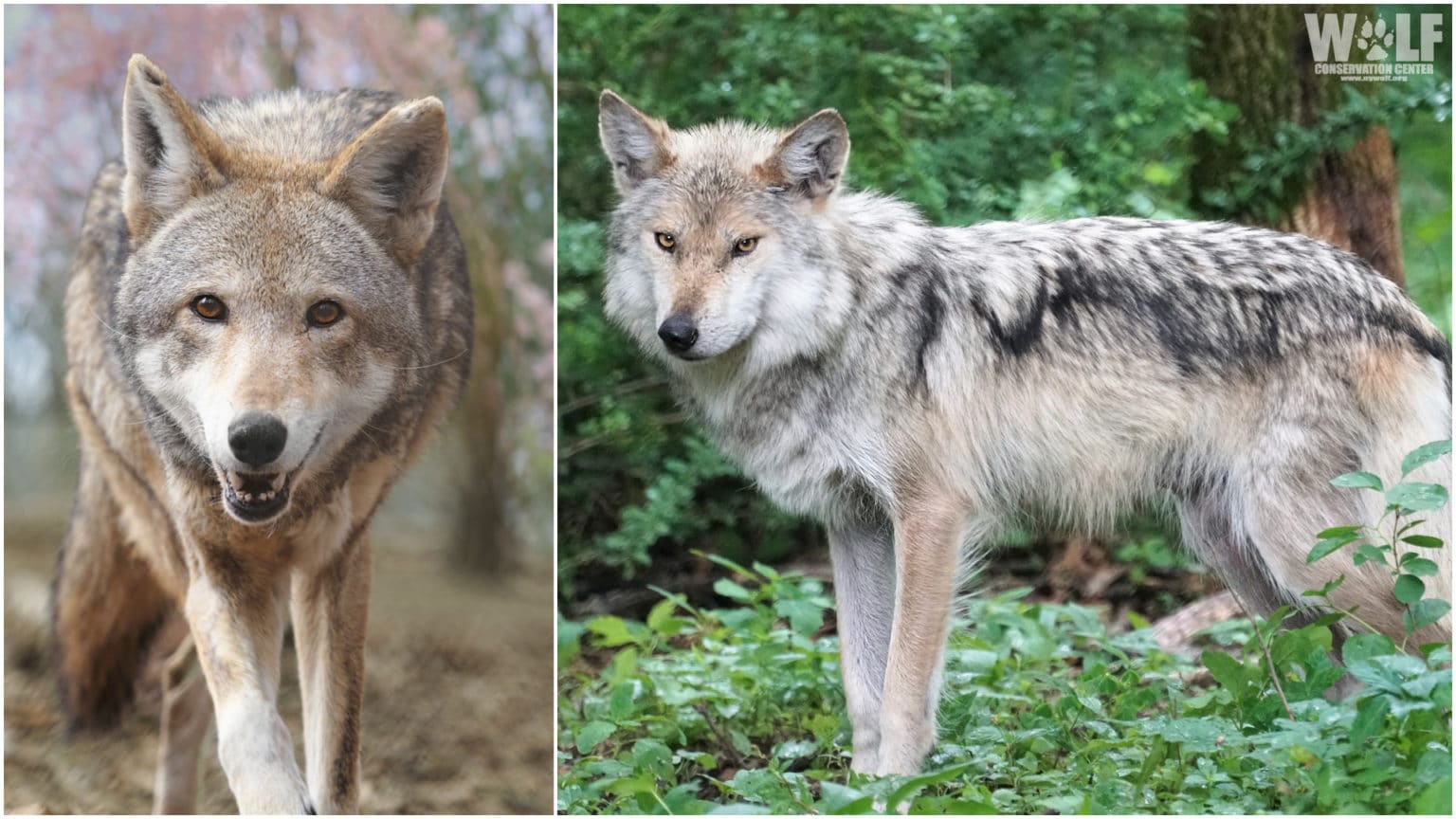 Mexican Gray Wolf Trumpet Turns Five, Red Wolf Jack Fourteen | Wolf ...