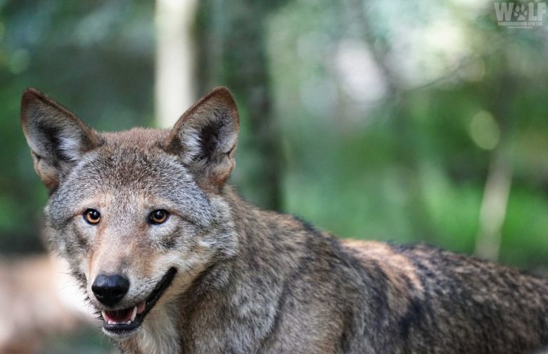 Historic Release Of Eight Endangered American Red Wolves | Wolf ...