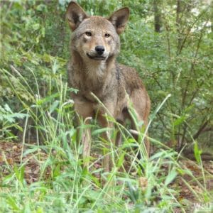 Call of the Wild: Wolf Conservation Center Wolves Released to the Wild ...