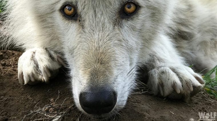 Stare Sad Nature Edit Wide