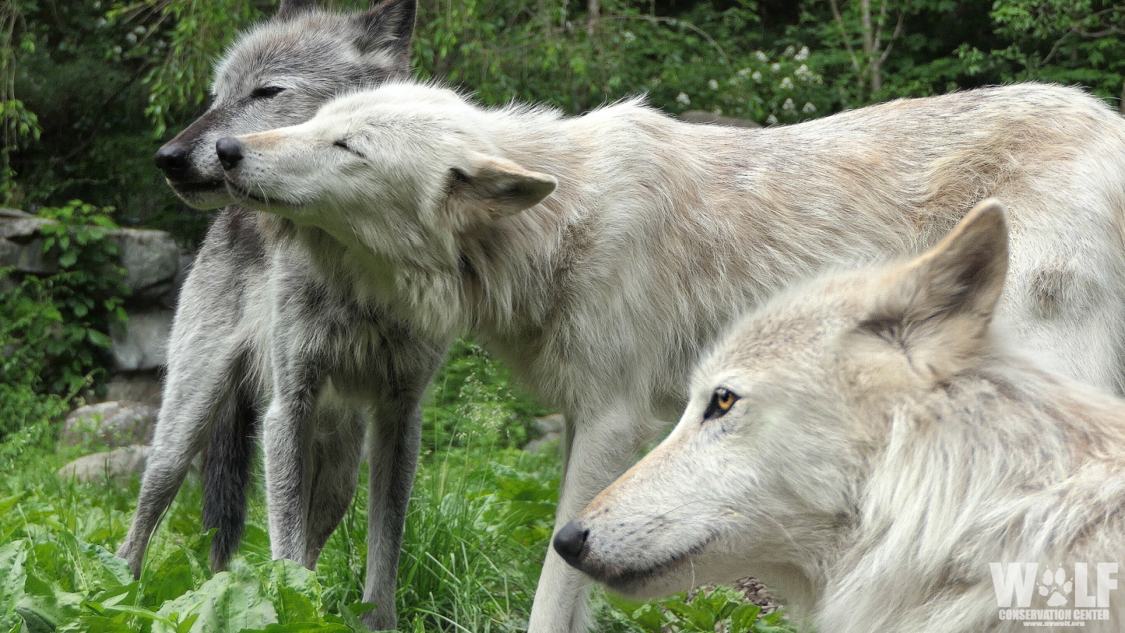 Killing wolves is unnecessary. Wolves Naturally Limit Their Own Numbers |  Wolf Conservation Center