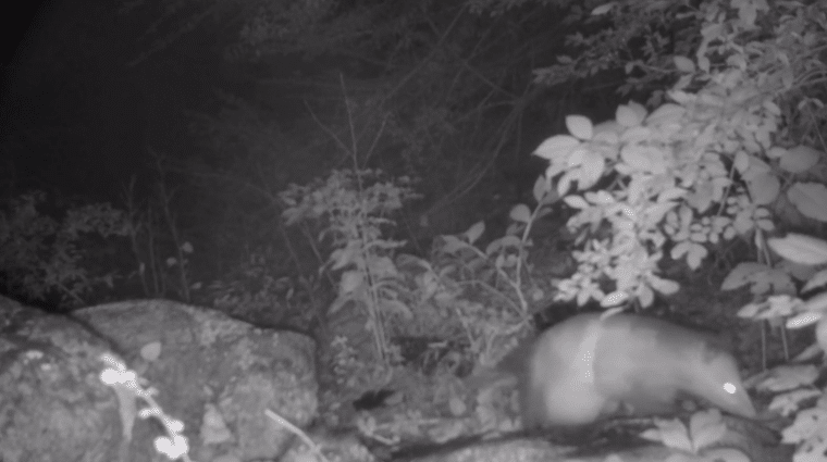 Opossum Screenshot