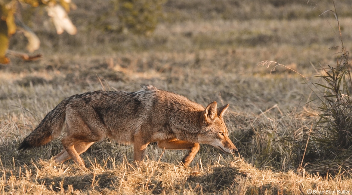 Mating season for coyotes amplifies the howling in San Antonio's urban  wildlife soundtrack